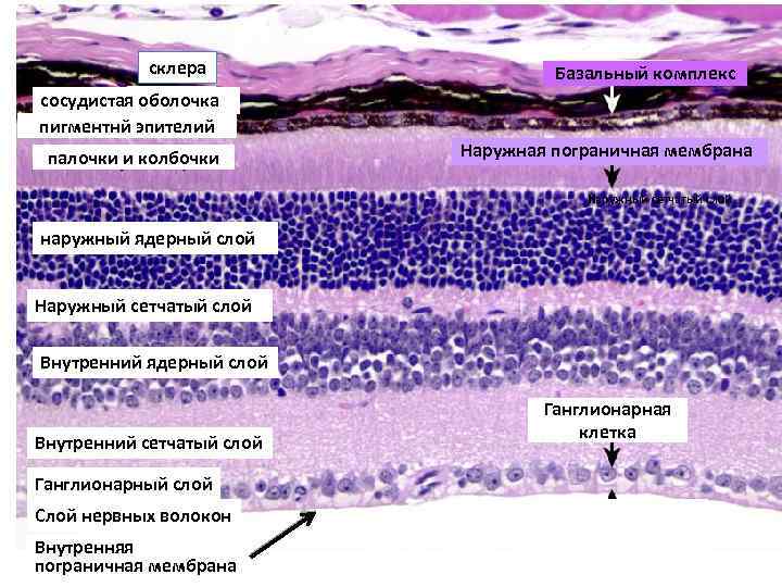 склера Базальный комплекс сосудистая оболочка пигментнй эпителий палочки и колбочки Наружная пограничная мембрана Наружный