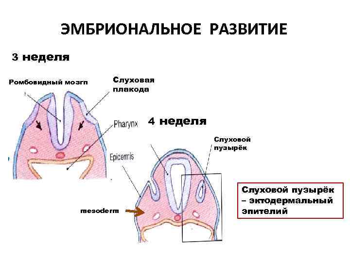 ЭМБРИОНАЛЬНОЕ РАЗВИТИЕ 3 неделя Ромбовидный мозгn Слуховая плакода 4 неделя Слуховой пузырёк mesoderm Слуховой