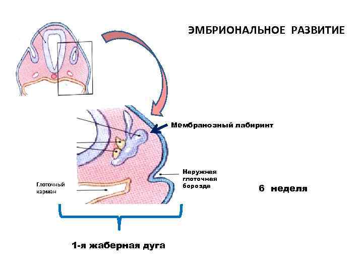 ЭМБРИОНАЛЬНОЕ РАЗВИТИЕ Мембранозный лабиринт Наружная глоточная борозда Глоточный карман 1 -я жаберная дуга 6