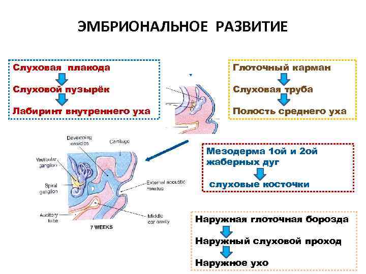 ЭМБРИОНАЛЬНОЕ РАЗВИТИЕ Слуховая плакода Глоточный карман Слуховой пузырёк Слуховая труба Лабиринт внутреннего уха Полость