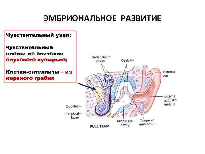 ЭМБРИОНАЛЬНОЕ РАЗВИТИЕ Чувствительный узел: чувствительные клетки из эпителия слухового пузырька; Клетки-сателлиты – из нервного