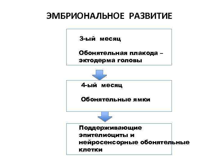 ЭМБРИОНАЛЬНОЕ РАЗВИТИЕ 3 -ый месяц Обонятельная плакода – эктодерма головы 4 -ый месяц Обонятельные