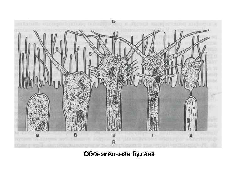Обонятельная булава 