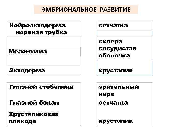 ЭМБРИОНАЛЬНОЕ РАЗВИТИЕ Нейроэктодерма, нервная трубка Мезенхима сетчатка склера сосудистая оболочка Эктодерма хрусталик Глазной стебелёка