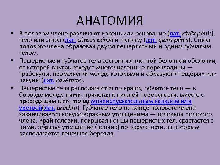 АНАТОМИЯ • В половом члене различают корень или основание (лат. rádix pénis), тело или