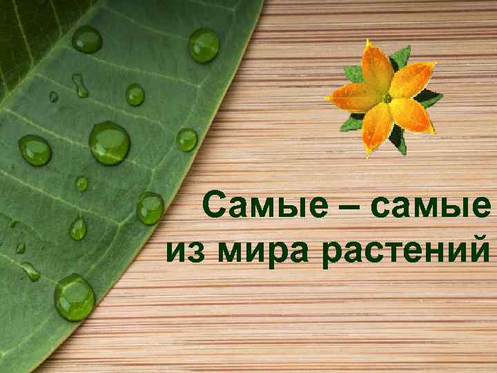Самые – самые из мира растений 
