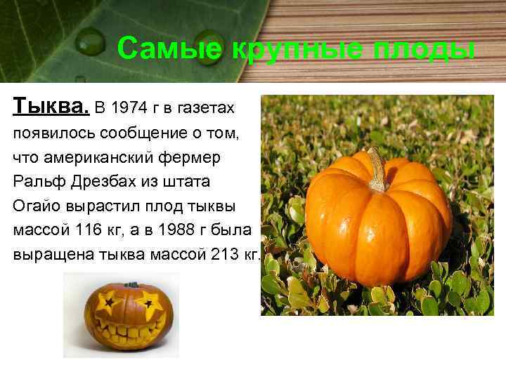 Самые крупные плоды Тыква. В 1974 г в газетах появилось сообщение о том, что