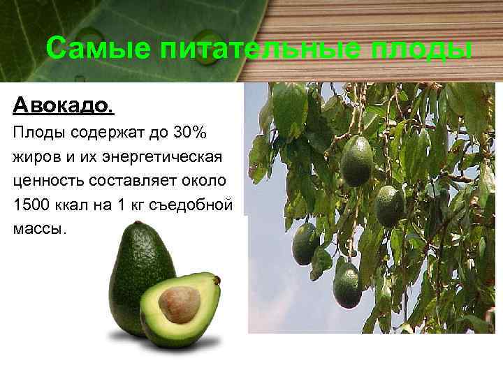 Самые питательные плоды Авокадо. Плоды содержат до 30% жиров и их энергетическая ценность составляет