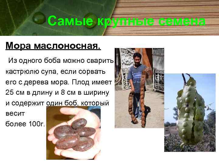 Самые крупные семена Мора маслоносная. Из одного боба можно сварить кастрюлю супа, если сорвать