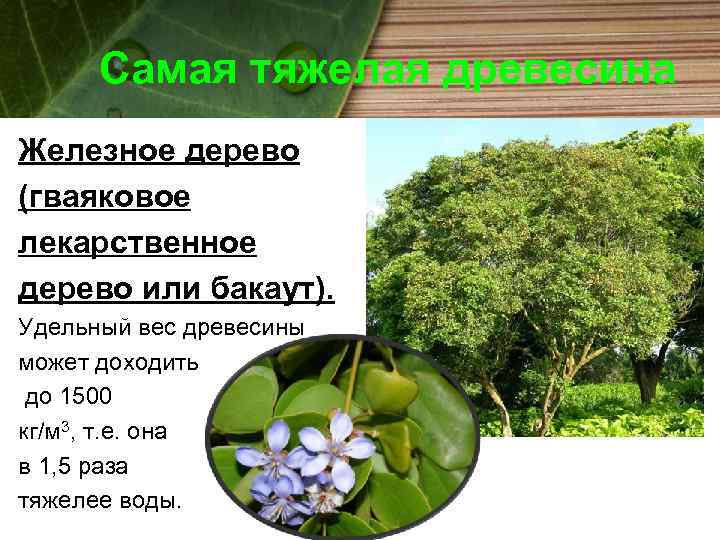 Самая тяжелая древесина Железное дерево (гваяковое лекарственное дерево или бакаут). Удельный вес древесины может