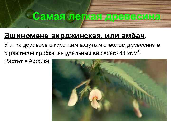 Самая легкая древесина Эшиномене вирджинская, или амбач. У этих деревьев с коротким вздутым стволом