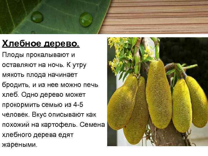 Хлебное дерево. Плоды прокалывают и оставляют на ночь. К утру мякоть плода начинает бродить,