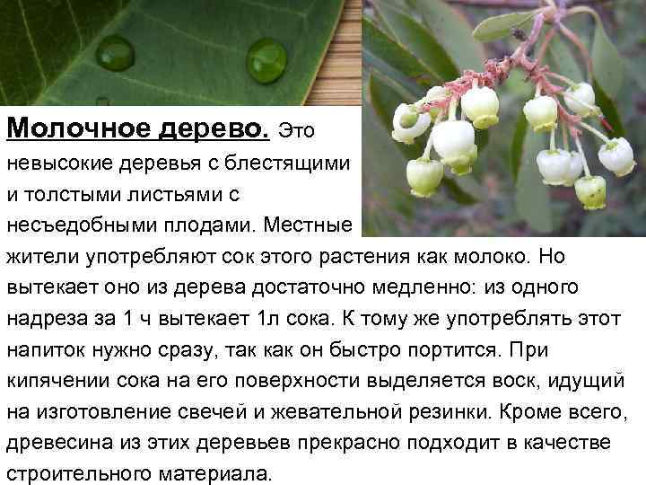 Молочное дерево. Это невысокие деревья с блестящими и толстыми листьями с несъедобными плодами. Местные