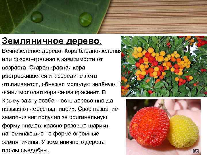 Земляничное дерево. Вечнозеленое дерево. Кора бледно-зелёная или розово-красная в зависимости от возраста. Старая красная