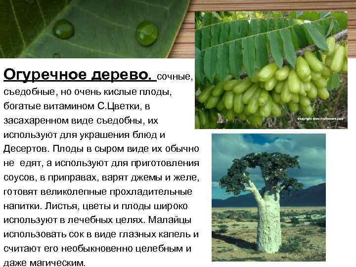 Огуречное дерево. сочные, съедобные, но очень кислые плоды, богатые витамином С. Цветки, в засахаренном