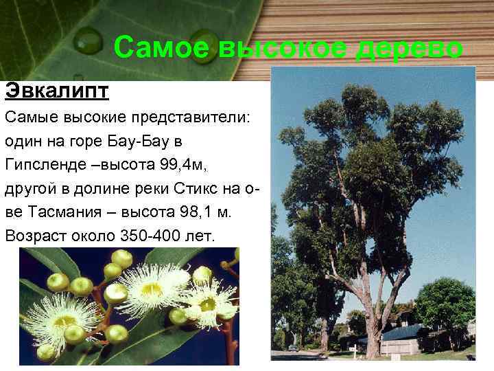 Самое высокое дерево Эвкалипт Самые высокие представители: один на горе Бау-Бау в Гипсленде –высота
