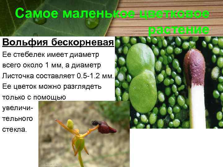 Самое маленькое цветковое растение Вольфия бескорневая Ее стебелек имеет диаметр всего около 1 мм,