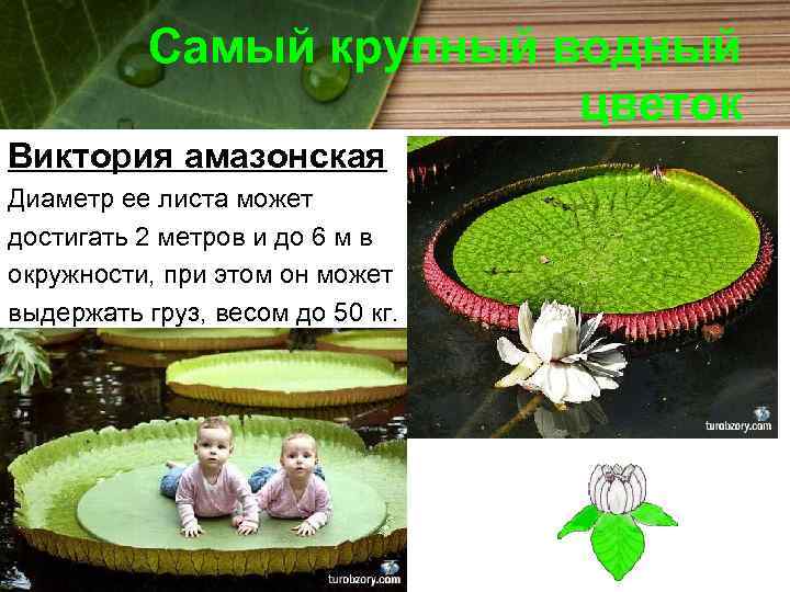 Самый крупный водный цветок Виктория амазонская Диаметр ее листа может достигать 2 метров и