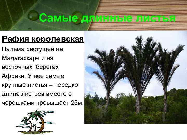 Самые длинные листья Рафия королевская Пальма растущей на Мадагаскаре и на восточных берегах Африки.