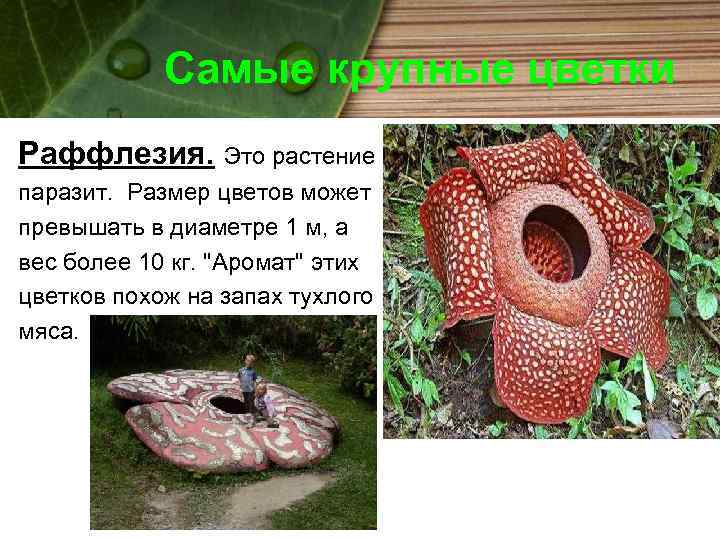 Самые крупные цветки Раффлезия. Это растение паразит. Размер цветов может превышать в диаметре 1