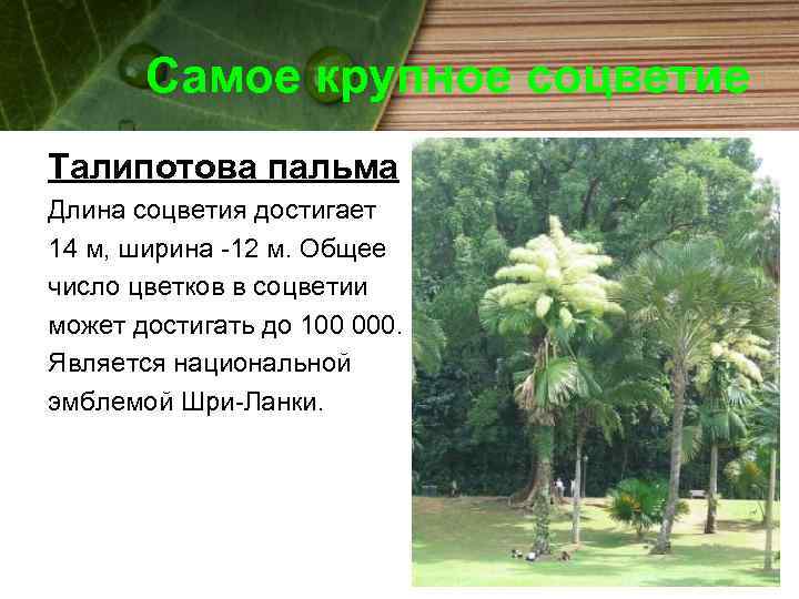 Самое крупное соцветие Талипотова пальма Длина соцветия достигает 14 м, ширина -12 м. Общее