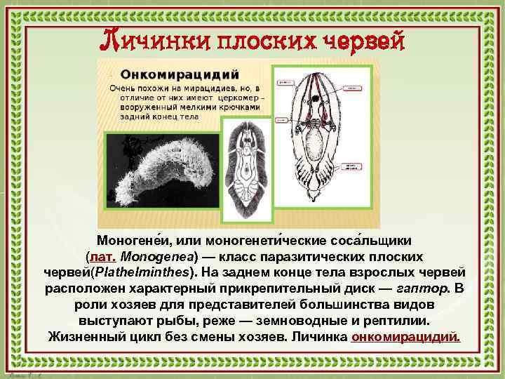 Личинки плоских червей Моногене и, или моногенети ческие соса льщики (лат. Monogenea) — класс