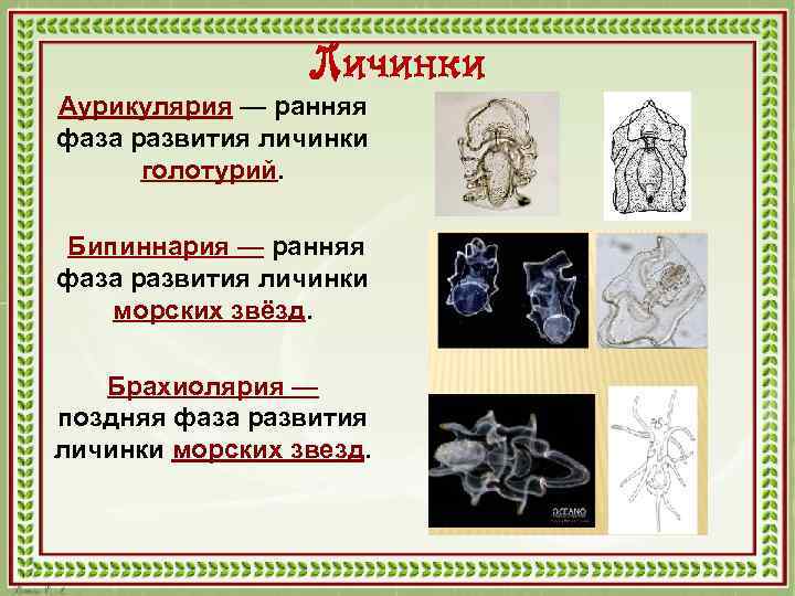 Личинки Аурикулярия — ранняя фаза развития личинки голотурий. Бипиннария — ранняя фаза развития личинки