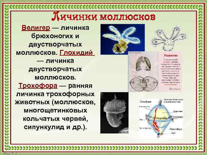 Личинки моллюсков Велигер — личинка брюхоногих и двустворчатых моллюсков. Глохидий — личинка двустворчатых моллюсков.