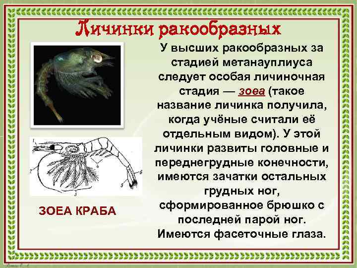 Личинки ракообразных ЗОЕА КРАБА У высших ракообразных за стадией метанауплиуса следует особая личиночная стадия