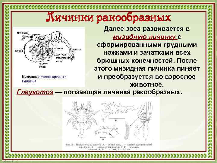 Личинки ракообразных Далее зоеа развивается в мизидную личинку с сформированными грудными ножками и зачатками