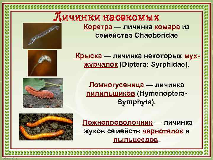 Личинки насекомых Коретра — личинка комара из семейства Chaoboridae Крыска — личинка некоторых мухжурчалок