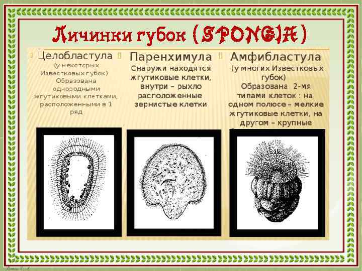Личинки губок (SPONGIA) 