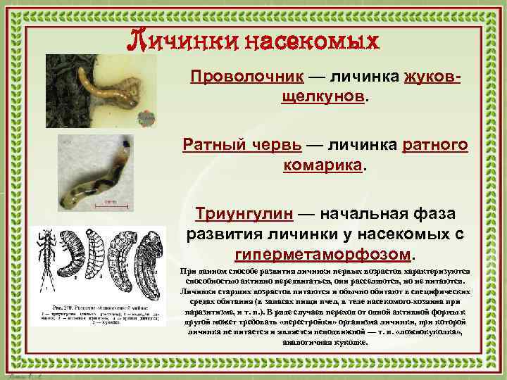 Личинки насекомых Проволочник — личинка жуковщелкунов. Ратный червь — личинка ратного комарика. Триунгулин —