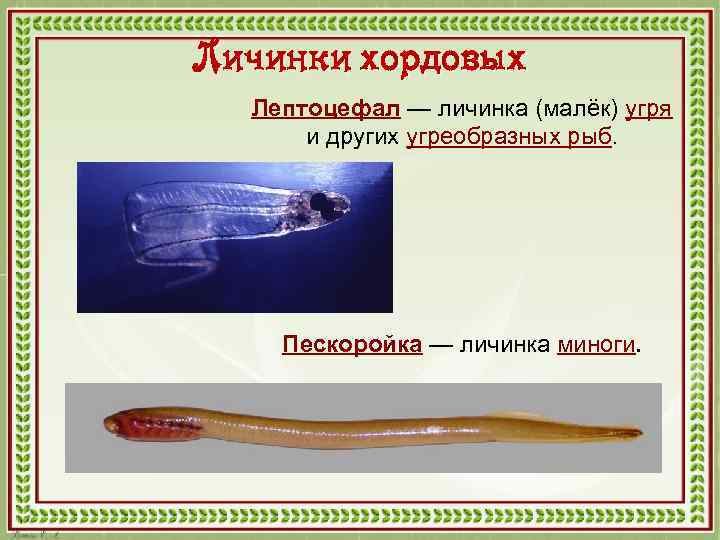 Личинки хордовых Лептоцефал — личинка (малёк) угря и других угреобразных рыб. Пескоройка — личинка