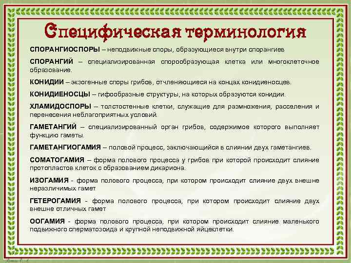 Специфическая терминология СПОРАНГИОСПОРЫ – неподвижные споры, образующиеся внутри спорангиев СПОРАНГИЙ – специализированная спорообразующая клетка