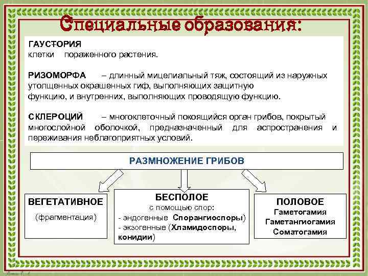 Специальные образования: ГАУСТОРИЯ – клетки пораженного растения. РИЗОМОРФА – длинный мицелиальный тяж, состоящий из