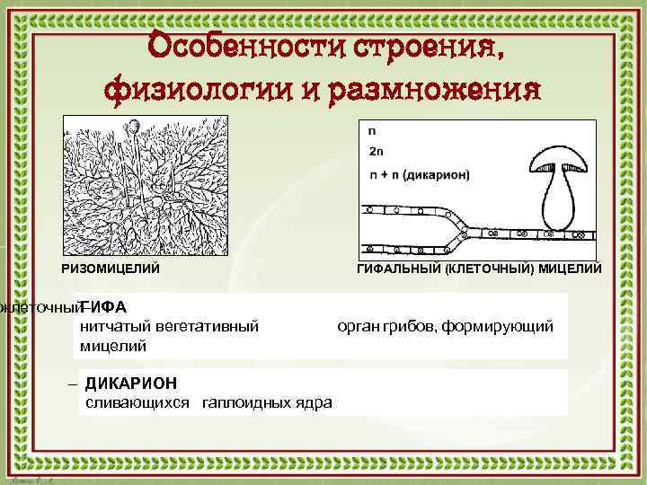 Вегетативное тело мицелий