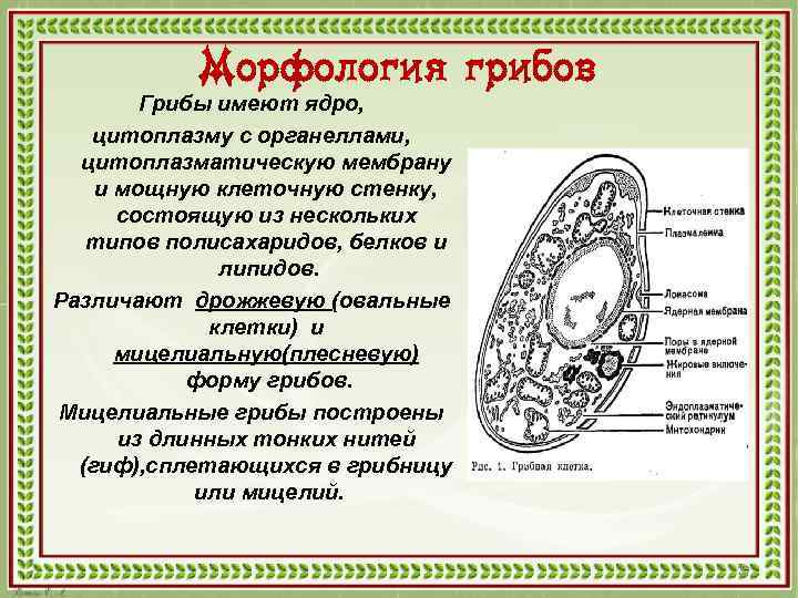 Морфология гельминтов рисунки