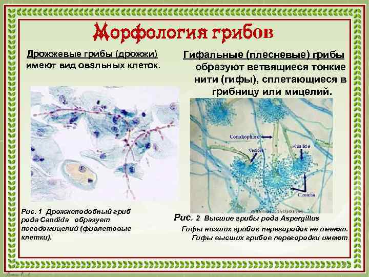 Морфология грибов Дрожжевые грибы (дрожжи) имеют вид овальных клеток. Рис. 1 Дрожжеподобный гриб рода