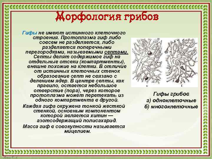 Морфология грибов Гифы не имеют истинного клеточного строения. Протоплазма гиф либо совсем не разделяется,