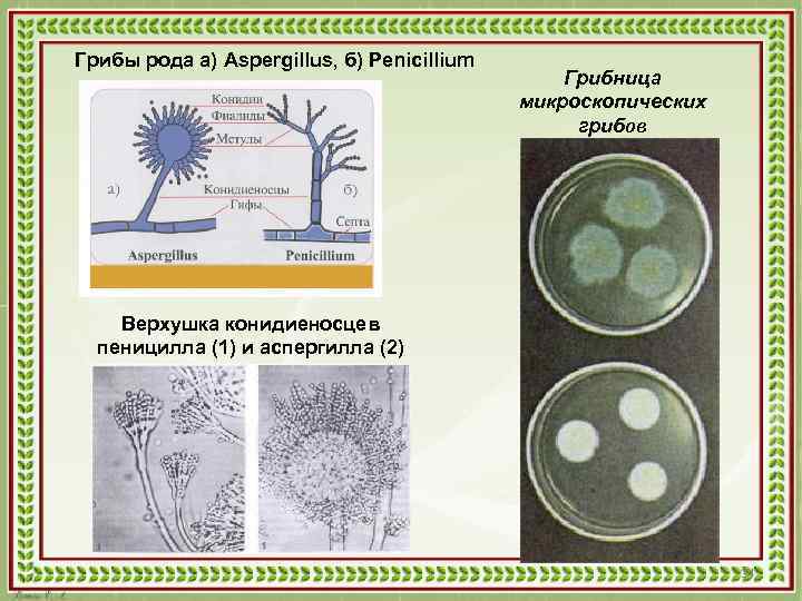 Грибы рода а) Aspergillus, б) Penicillium Грибница микроскопических грибов Верхушка конидиеносцев пеницилла (1) и