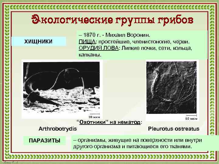 Экологические группы грибов ХИЩНИКИ – 1870 г. - Михаил Воронин. ПИЩА: простейшие, членистоногие, черви.