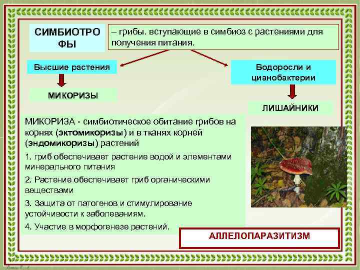 СИМБИОТРО ФЫ – грибы. вступающие в симбиоз с растениями для получения питания. Высшие растения