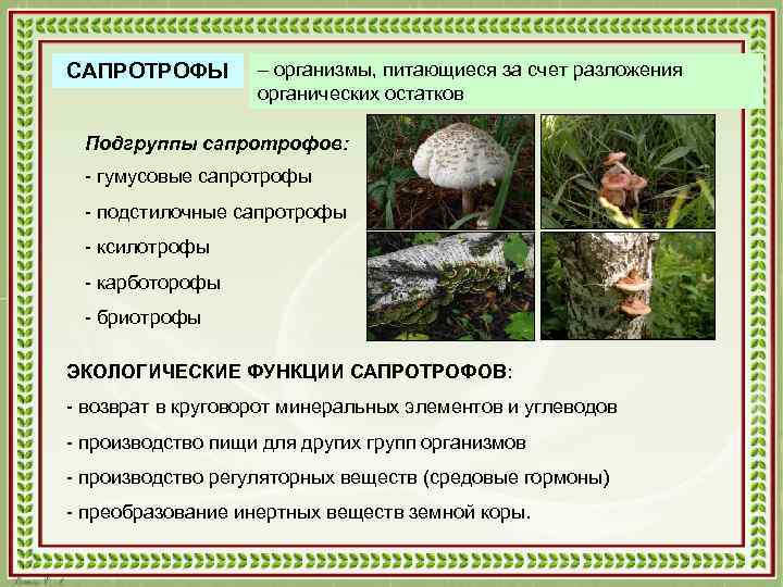 САПРОТРОФЫ – организмы, питающиеся за счет разложения органических остатков Подгруппы сапротрофов: - гумусовые сапротрофы