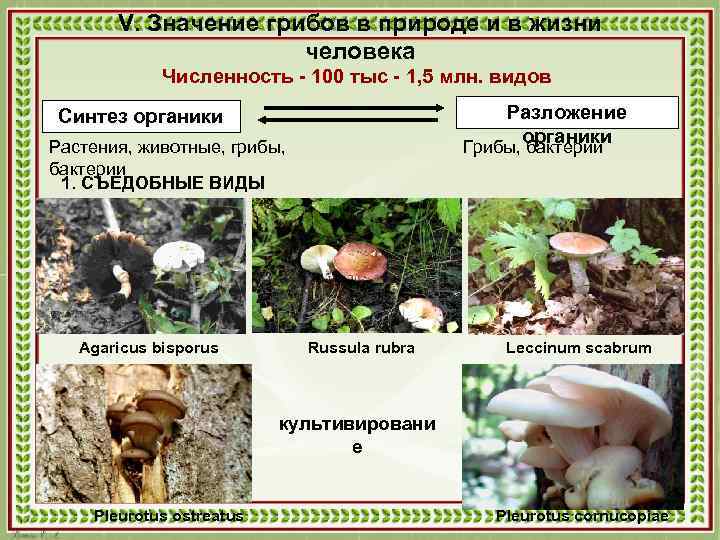 V. Значение грибов в природе и в жизни человека Численность - 100 тыс -