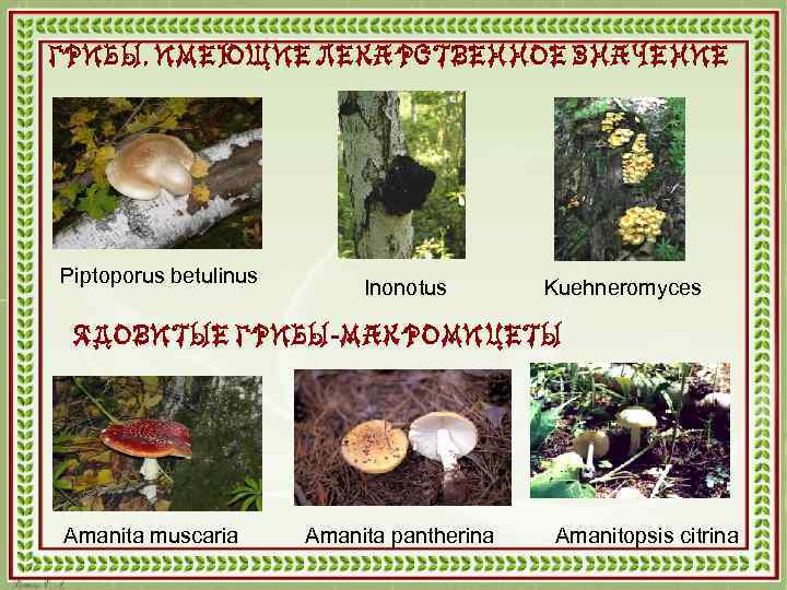 ГРИБЫ, ИМЕЮЩИЕ ЛЕКАРСТВЕННОЕ ЗНАЧЕНИЕ Piptoporus betulinus Inonotus Kuehneromyces ЯДОВИТЫЕ ГРИБЫ-МАКРОМИЦЕТЫ Amanita muscaria Amanita pantherina