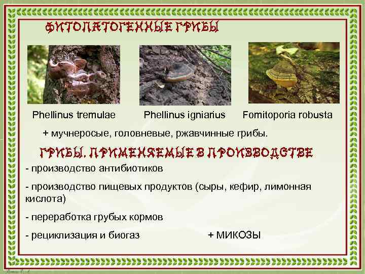 ФИТОПАТОГЕННЫЕ ГРИБЫ Phellinus tremulae Phellinus igniarius Fomitoporia robusta + мучнеросые, головневые, ржавчинные грибы. ГРИБЫ,