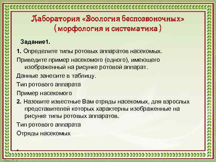 Лаборатория «Зоология беспозвоночных» (морфология и систематика) Задание 1. 1. Определите типы ротовых аппаратов насекомых.