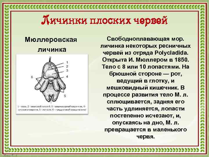Личинки плоских червей Мюллеровская личинка Свободноплавающая мор. личинка некоторых ресничных червей из отряда Polycladida.