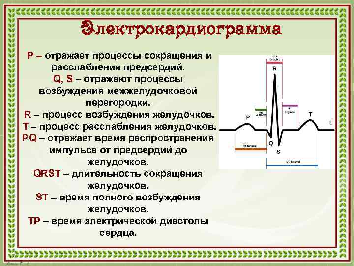 Электрокардиограмма P – отражает процессы сокращения и расслабления предсердий. Q, S – отражают процессы